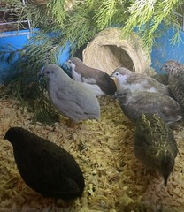 12 Exotic Rare Button Quail Hatching Eggs Colors extras included