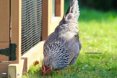 10+ Fertile Homozygous Cream Legbar Chicken Hatching Eggs