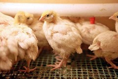 23+ Fertile Hatching Eggs Quail Coturnix Jumbo White Texas A&M Meat & Egg Birds