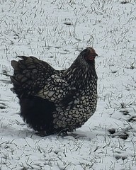 6 English Orpington Hatching Eggs Rare & Unusual Colors*new Pics *