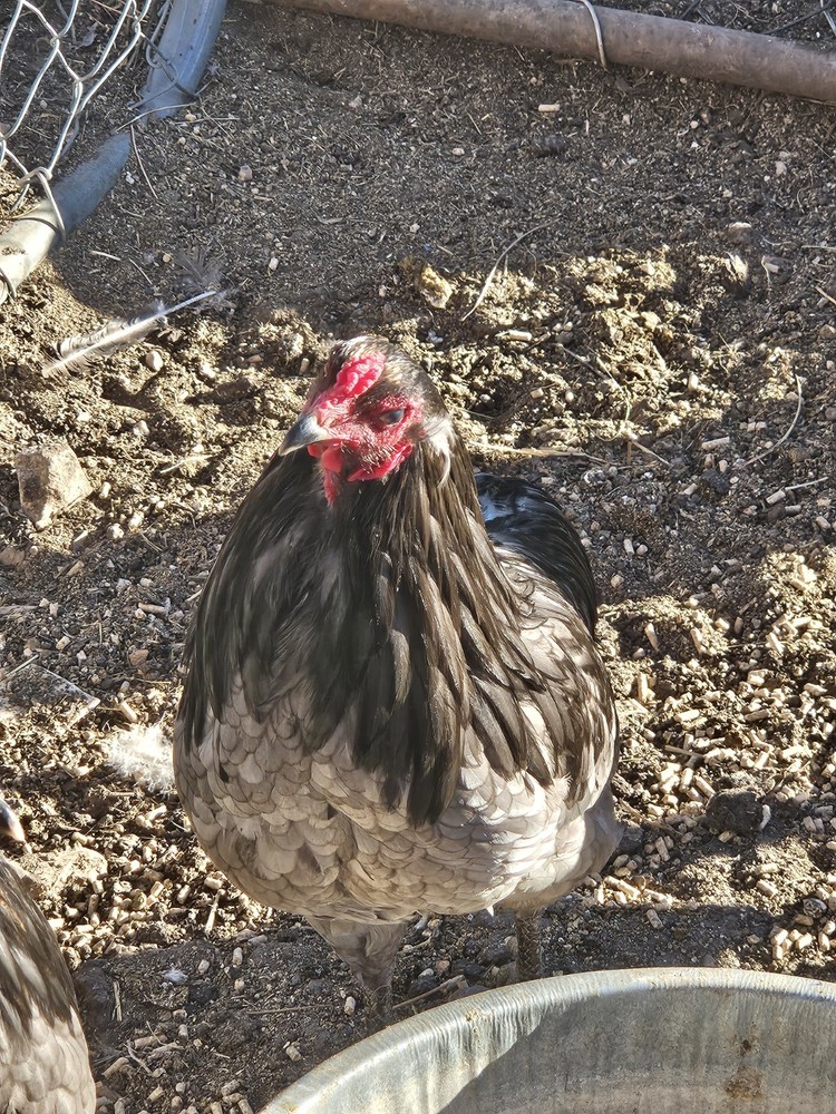 ARAUCANA FERTILE EGGS 12 + Standard size BLUE BLACK SPLASH