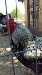 SILVER LACED WYANDOTTE fertile hatching eggs