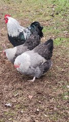 6 English Orpington Hatching Eggs Rare & Unusual Colors*new Pics *