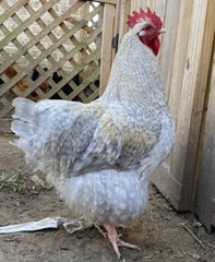 12 BYM Chicken Hatching Eggs Ameraucana Orpington Wyandotte Maran Cochin Brahma