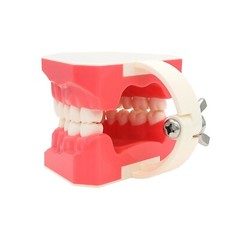 Dental Teeth Model Brushing Flossing Practice Studying Teaching Model M7010-1
