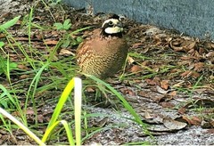 24 + Northern Bobwhite Quail Fertile Hatching Eggs NPIP