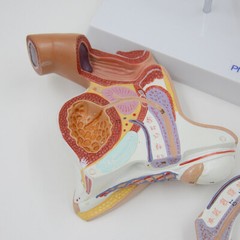 1:1 Size Male internal and external genitalia Medical Teaching Anatomical Model