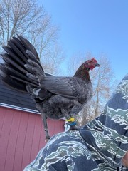 8 + Mug, Pumpkin, Blue, Black, RQ cross chicken hatching eggs