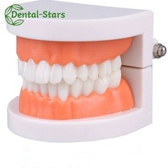 Dental False Teeth Model Kid Child Teach Study Demonstration Adult Standard Mode