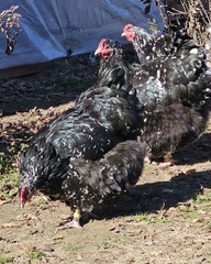 8+ English Mottled Orpington Hatching Eggs