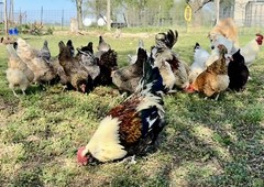 12+ Rainbow Chicken Hatching Assortment Ameraucana, Faverolles, Marans, EE / OE