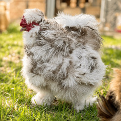 Silkie Hatching Eggs – Chocolate Mottled & Paint Lines – 12+ Fertile Eggs