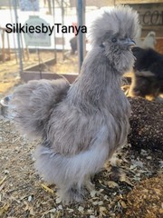 6+ Fertile Bantam Silkie Chicken Hatching Eggs. Frizzles/ Satins Possible.