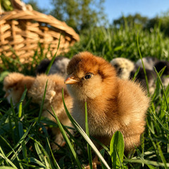 Silkie Hatching Eggs – Chocolate Mottled & Paint Lines – 12+ Fertile Eggs