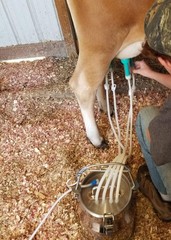 ULTIMATE EZ™ MILKER