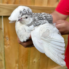 12 RAINBOW RARE COLORS Coturnix quail hatching eggs mixed variety FREE SHIPPING