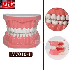 Dental Typodont Teeth Model Brushing Flossing Practice Teaching Model M7010-1