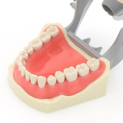 Columbia Dentoform 860 Dental Typodont Mounting Pole With 32pcs Removable Teeth