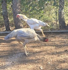 12+ Extremely Rare BLUE Real Indio Gigante Hatching Eggs RRA (((GUARANTEE)))