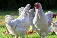 6+ Lavender Brahma Fertile Chicken Hatching Eggs Gentle Large Breed