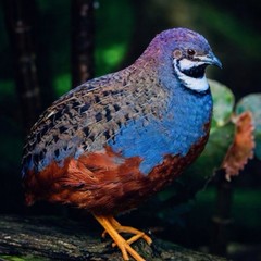 6 Mystery Pack Exotic Button Quail Hatching Eggs Chinese Painted + Rare Colors