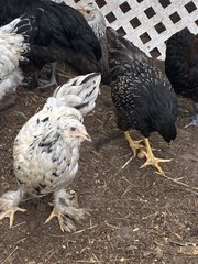 12+6 Fresh Fertile Hatching Eggs, Blue, Green, Mint, Olive, BYM +Cemani +