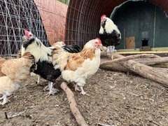 6+ LF Salmon Faverolle Hatching Chicken Eggs