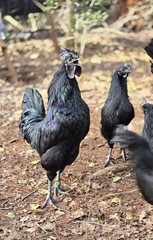 24 Ayam Cemani Hatching Eggs Fertile Fresh Rare Black Chicken Shipped Fast