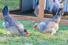 12+ Fertile Homozygous Cream Legbar Chicken Hatching Eggs