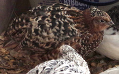 12+ Coturnix Quail Hatching Eggs, Fun Colors, NPIP, Free Shipping