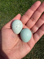 12 RARE COLORS Celadon Coturnix quail hatching blue eggs – 1 dozen mixed variety