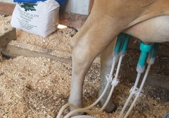 ULTIMATE EZ™ MILKER