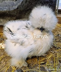 6+ Fertile Bantam Silkie Chicken Hatching Eggs. Frizzles/ Satins Possible.