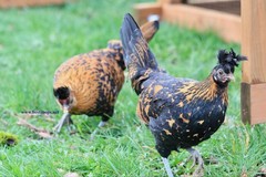 6+ Gold Appenzeller Chicken Hatching Eggs