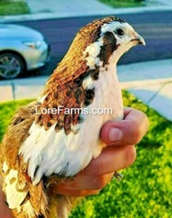12 (+3EXT) LORE FARMS 💙Celadon 100% TRUE Blue Coturnix Quail Hatching Eggs RARE