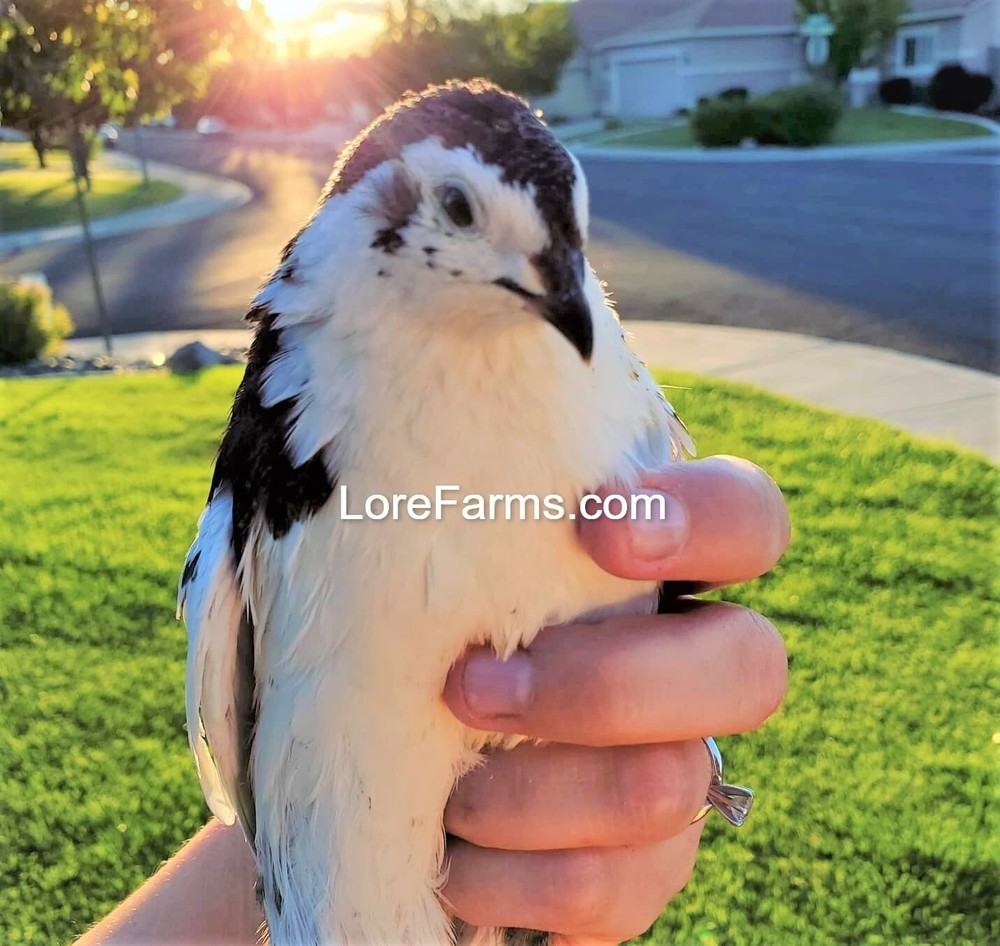 12 (+3EXT) LORE FARMS 💙Celadon 100% TRUE Blue Coturnix Quail Hatching Eggs RARE