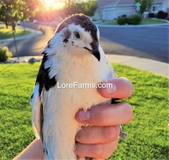 12 (+3EXT) LORE FARMS 💙Celadon 100% TRUE Blue Coturnix Quail Hatching Eggs RARE