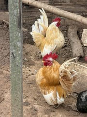 12+ small Quality Serama Chicken Hatching Eggs