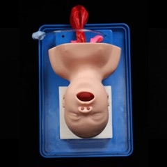 Baby Infant Model Training Teaching Intubation Manikin Airway Management Trainer