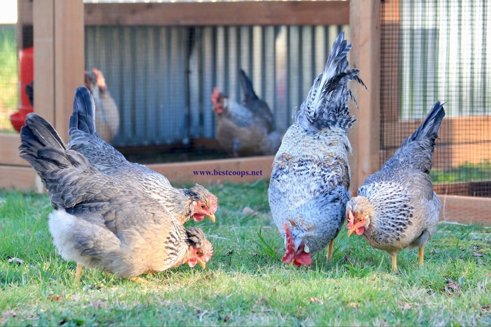 10+ Fertile Homozygous Cream Legbar Chicken Hatching Eggs