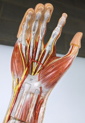 Vtg Anatomical Somso Muscle Arm Model with Shoulder Girdle (B)