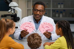 1:1 Scale Human Brain Model from MRI Scan – A+ Quality Anatomical Replica Model