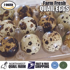 Fresh n Tasty Jumbo Coturnix Quail Eggs (2 dozen) FREE SHIPPING!!!