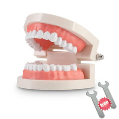 Standard Adult Typodont Dental Model for Kids Teaching & Oral Hygiene Education