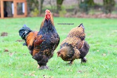 12+ Gold Laced Brahma Fertile Chicken Hatching Eggs Gentle Large Breed