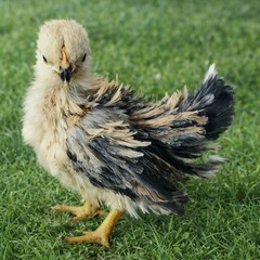 2+1 Micro & Size A & B 100% Pure Serama Hatching Eggs Malaysian And Traditional