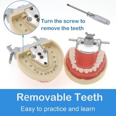 Dental Typodont Teeth Model With Removable Teeth fit Kilgore NISSIN 200/500 Type