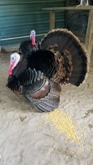 Osceola Hybrid Turkey Hatching Eggs (One Dozen)