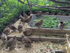 36+ Georgia Giant Bobwhite Quail Fertile Hatching Eggs (Colinus virginianus)NPIP