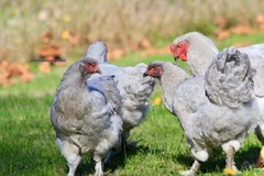 6+ Lavender Brahma Fertile Chicken Hatching Eggs Gentle Large Breed